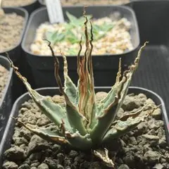 2026年最新】エボリスピナ 実生 陽炎の人気アイテム - メルカリ