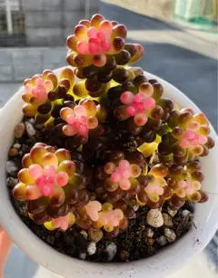 （週末 クリスマスセール）多肉植物　レッドベリー錦　1ポット　根土付き発送