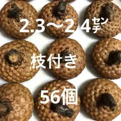 北海道　レッドオーク　どんぐり帽子　枝付き　56個　煮沸消毒済み