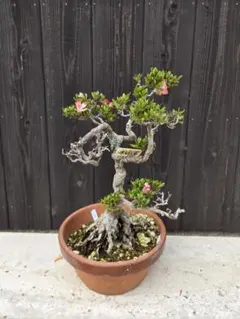 皐月盆栽　赤花・白花・赤白花（絞り）3種が咲き分けるさつき　根元太め 皐月盆栽 赤花・白花・赤白花（絞り）3種が咲き分けるさつき 根元太め