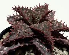 2026年最新】アロエ ハイブリットの人気アイテム - メルカリ