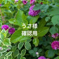 うさ様　確認用