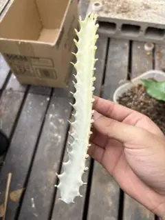 2025年最新】ユーフォルビアホワイトゴーストの人気アイテム