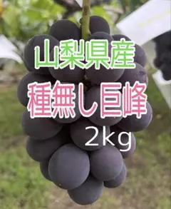 山梨産種なし巨峰 秀 大粒7房入/箱 5kgクール便 - メルカリ