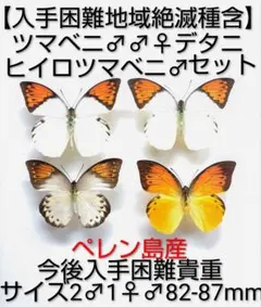 最終価格‼️外国産蝶標本【絶滅種】ヒイロツマベニ♂♂標本セット
