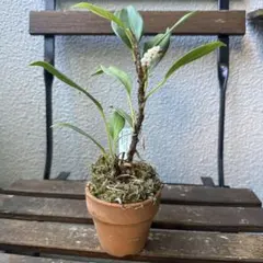 ★超上品なフラットイヤー★アンスリウム　ポーティラエ× サブシグナタム　レア交配 foot the coacher/フット ザ コーチャー】サンダル OPEN TOE