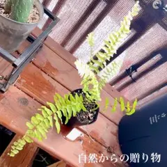 ネフロレピス　ホワイトタイガー　ハッピーマーブル　シダ no.7