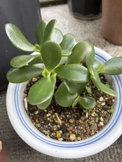 多肉植物 金の成る木、花月 根付きのサムネイル