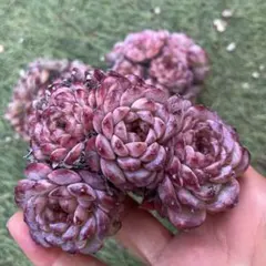 レッドベルト特大群生　多肉植物