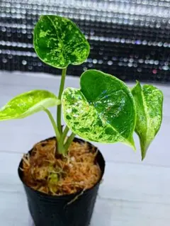 2025年最新】アロカシアドラゴンスケールの人気アイテム - メルカリ