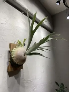 2026年最新】ビカクシダ ベイチーの人気アイテム - メルカリ