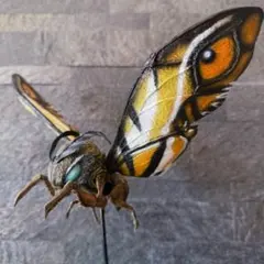 ニセハナマオウカマキリ雌 立体標本 - メルカリ