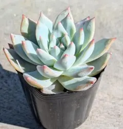 多肉植物❤レア❤ハッピー❤抜き苗 多肉植物⁂ティッピー⁂抜き苗 - メルカリ