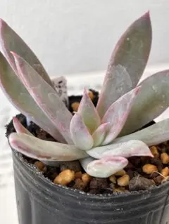 ㉜大きめ 優木園さん苗 桃くま❣️群青蓮花❣️伊弉諾❣️発根済5苗メルカリ便込 2025年最新】優木園の人気アイテム - メルカリ