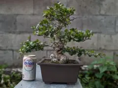 2026年最新】ユウナ 盆栽の人気アイテム - メルカリ