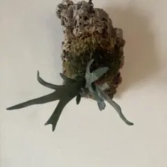 2026年最新】bacteria ビカクシダの人気アイテム - メルカリ