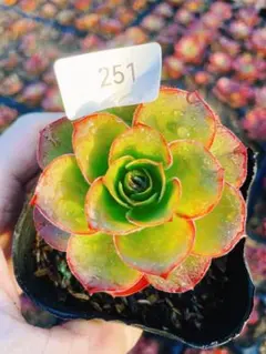 多肉植物 魅金バラカット苗20頭 2025年最新】魅金ローズ アエオニウム