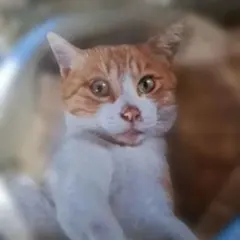 牧場猫のメト　缶バッジ　キャラクターグッズ　猫缶バッジ　猫グッズ　オンラインくじ