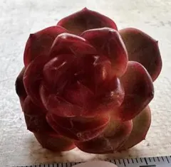 卯*典様 1748新入荷　紅熊獅　エケベリア　多肉植物　撮影2月15日