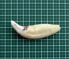 Item thumbnail for item c8b4a6e7-f90c-48c7-8eb3-05dff0ab5fe7