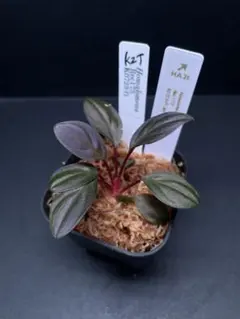 ロドリゲス様 リクエスト 2点 まとめ商品