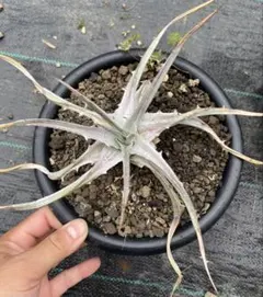 ディッキア Dyckia aff. pulquinensis かきこ - メルカリ