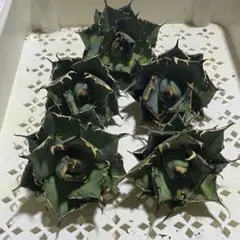 アガベ 魔丸錦 斑入り抜き苗発送 - メルカリ
