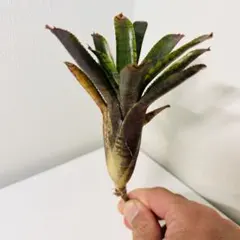 海江田四郎様 リクエスト 3点 まとめ商品