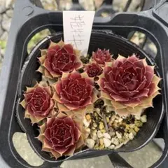 K様 リクエスト 2点 まとめ商品