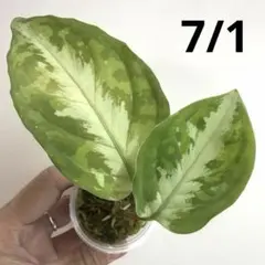 アグラオネマ ピクタム TK便 zp0715 55 茎 - メルカリ