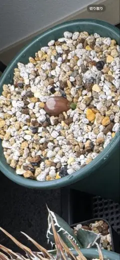 エンセファラルトス ホリダス 種子のサムネイル