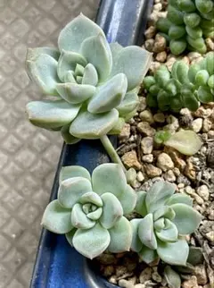 多肉植物 白牡丹 抜き苗 - メルカリ