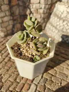 2026年最新】多肉永遠苗の人気アイテム - メルカリ