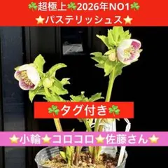 2026年最新】大木ナーセリーの人気アイテム - メルカリ