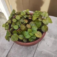 ヒラノ アツコ様 リクエスト 2点 まとめ商品