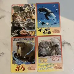 鳥羽水族館 70周年記念コレクションカード メイちゃん キラちゃん