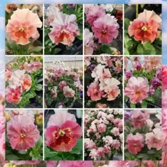 フリルパンジー ピンク系 の種 50粒＋‪αのサムネイル