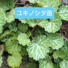 山野草・極姫ユキノシタ⑫ 豆鉢/盆栽/苔テラリウム/パルダリウムに