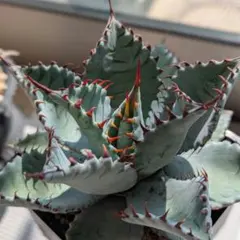 2025年最新】アガベ コロラータ ハイブリッドの人気アイテム - メルカリ