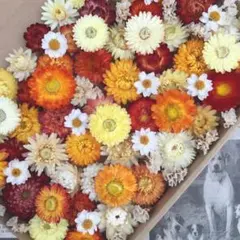 ヘリクリサム　貝細工　イエロー系　花材詰め合わせ　ドライフラワー