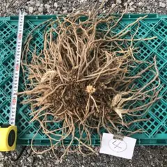 アスパラガス苗　④のサムネイル