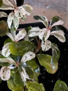 2026年最新】bucephalandra sp variegataの人気アイテム - メルカリ