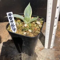 セール　アガベ　風雷神錦