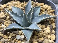 2026年最新】エボリスピナ 斑入りの人気アイテム - メルカリ