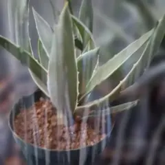 2026年最新】サンスベリア ブラックの人気アイテム - メルカリ