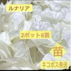 大判草 ルナリア（ゴウダソウ） 苗 ドライフラワー向き花苗　ネコポス発送　29