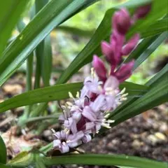 Tink様 リクエスト 2点 まとめ商品