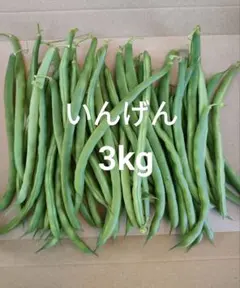 新鮮 いんげん 3kgのサムネイル