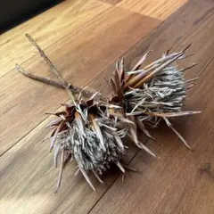 タビビトノキ 実 苞 2個セット ドライフラワー 植物オブジェ 造形美