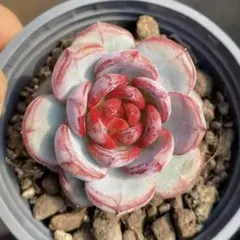 ブラッドロマンチック　希少　美苗　エケベリア　多肉植物